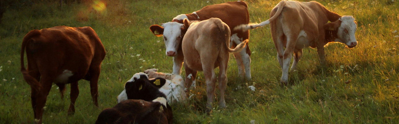 A herd of cows during the daytime.